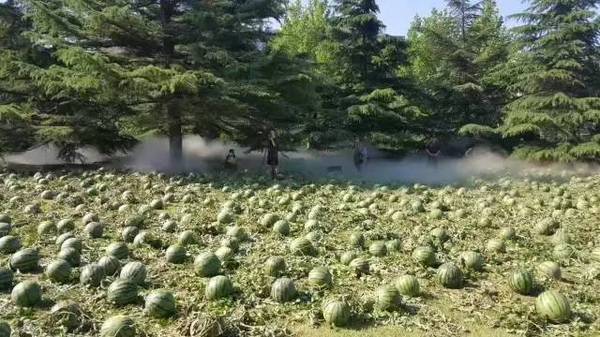 “吃瓜學(xué)院”的小驚喜，這就是軟文推廣需要的感覺